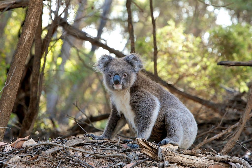 Un koala dans la forêt.
