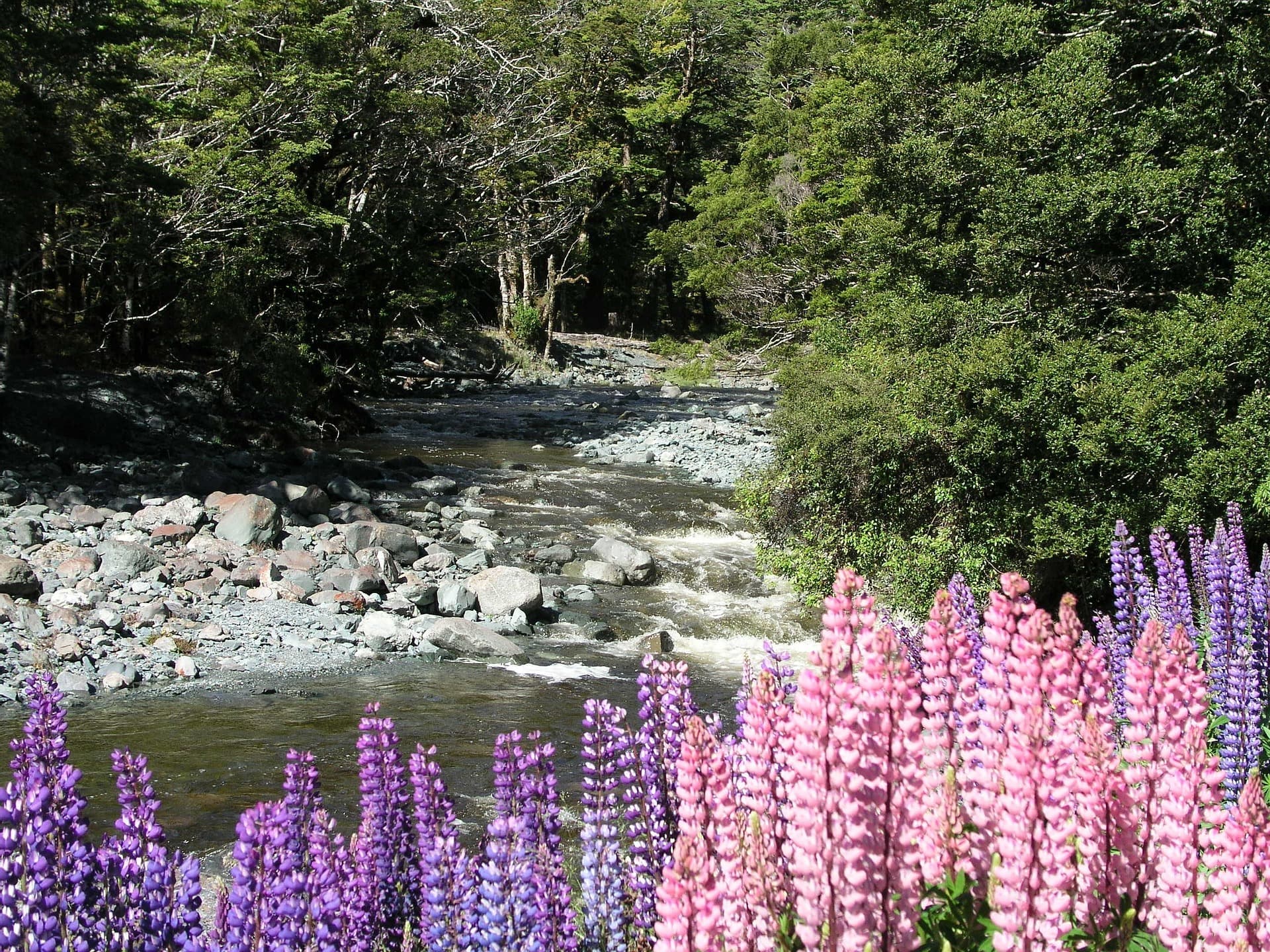 Une rivière en Nouvelle-Zélande.